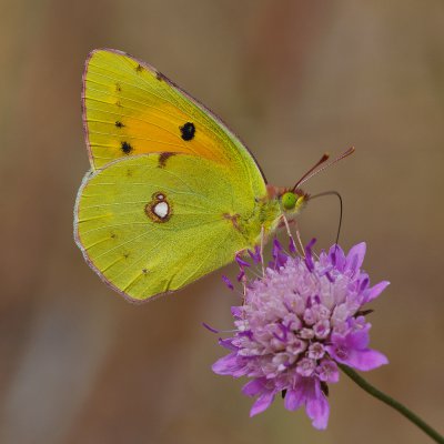 Postillon_Weibchen.jpg Postillon_Weibchen.jpg