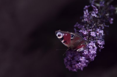 IMGP0222.JPG IMGP0222.JPG