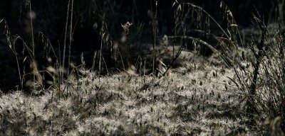 Morgentau im Gegenlicht_1600_20120503.JPG