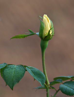 Rosenknospe_20121006.JPG