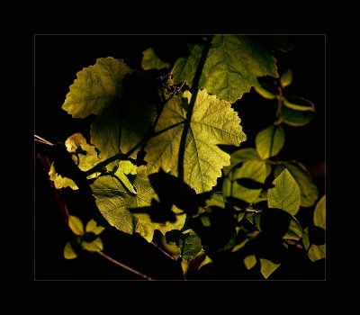 Weinrebe im Gegenlicht.jpg