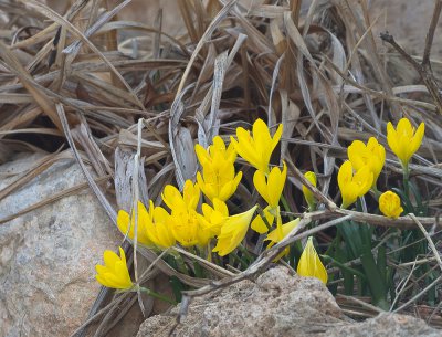 Herbst-Goldbecher_(Sternbergia lutea)_20121007.JPG