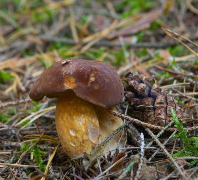 Steinpilz.jpg