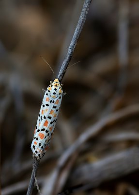 Harlekinbär (Utetheisa pulchella)_3_20121007.JPG