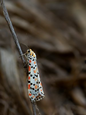 Harlekinbär (Utetheisa pulchella)_1_20121007.JPG