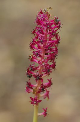 Blüte06_cp.jpg