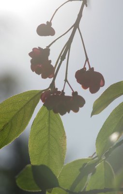 PfaffGeli_cp.jpg PfaffGeli_cp.jpg