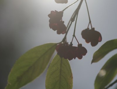 PfaffGeli02_cp.jpg PfaffGeli02_cp.jpg