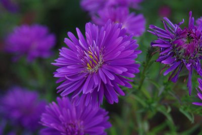 Aster02_cp.jpg