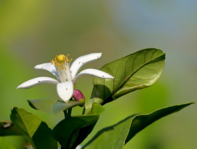 Zitronenblüte_2_20121010.JPG