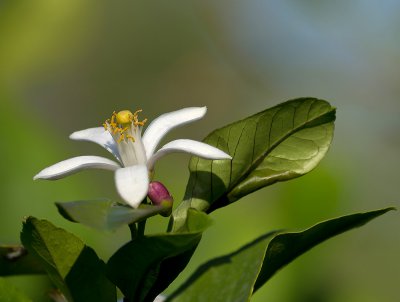 Zitronenblüte_2_ohne Insekten_20121010.JPG