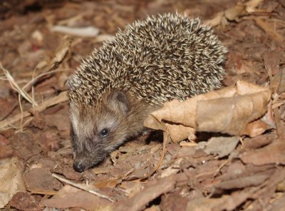 Igel_crop_cp.jpg