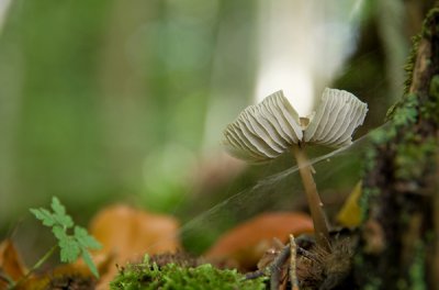 mit Spinnweb II (Kopie).jpg