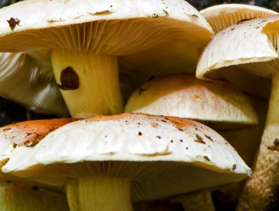 close up III (Kopie).jpg