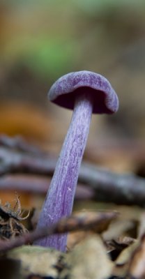 lila II hochkant (Kopie).jpg