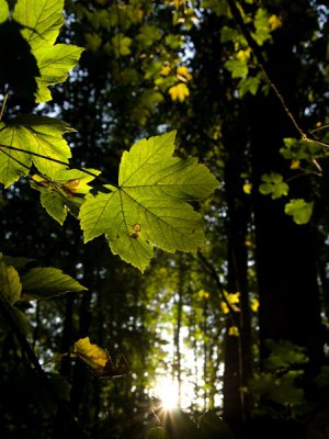 Ahorn im Gegenlicht (Kopie).jpg
