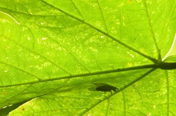 Ahorn mit Fliege II (Kopie).webp Ahorn mit Fliege II (Kopie).webp