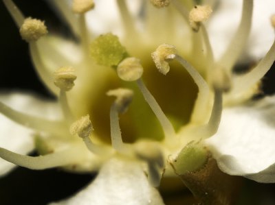 Kirschlorbeerblüte.jpg