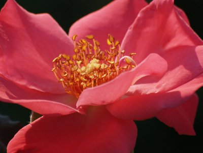 Das Innere der Rose.jpg