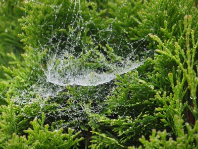 P5152053 Silberfäden.jpg