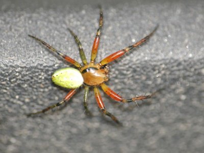 P5192325 Spinne.jpg