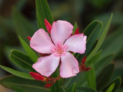 P5302914 Oleander.jpg