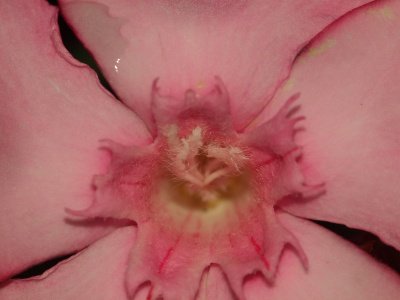 P5302917 Olemakro.jpg