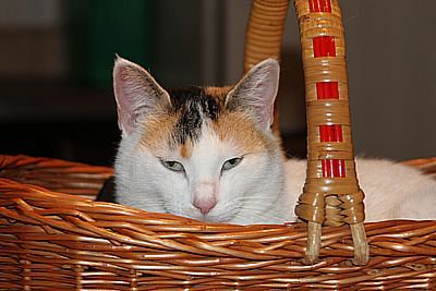 IMG_0011.JPG