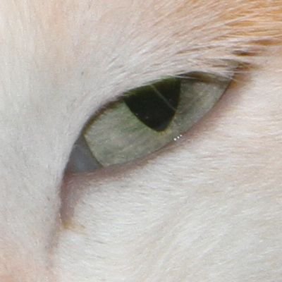 IMG_0011_crop.JPG