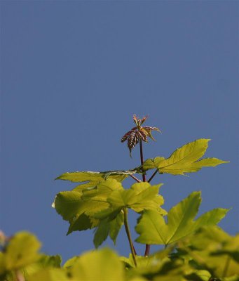 der Sonne entgegen (Medium).jpg