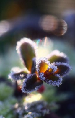 Gitterfilter Sempervivum Kopie.jpg