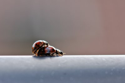 NI__DSC0794.jpg