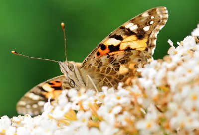 NI__DSC0733.jpg