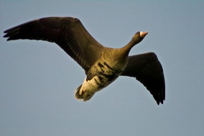 Sample 6.jpg Sample 6.jpg