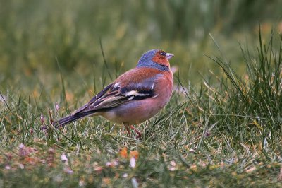 Singvogel Im Garten Ci Fotocommunity