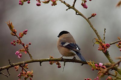 Singvogel Im Garten Ci Fotocommunity