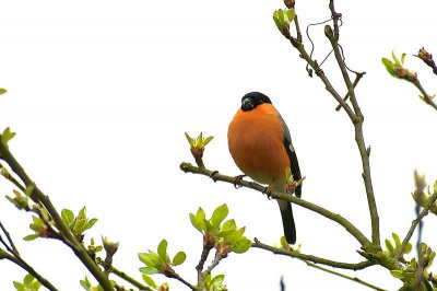 Singvogel Im Garten Ci Fotocommunity