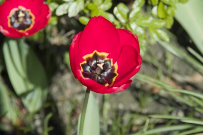 Tulpe1.jpg