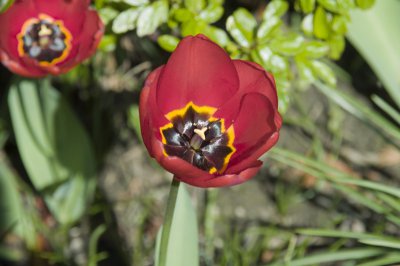 Tulpe.jpg