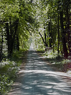 Wald rote Ecke.jpg