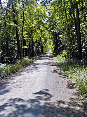 Wald2.jpg