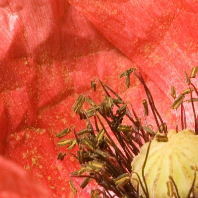 M3 Klatschmohn Crop.jpg