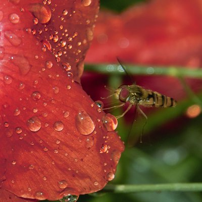 Klatschmohn Crop.jpg