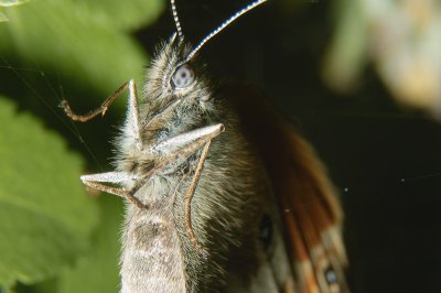 Schmetterling2.jpg