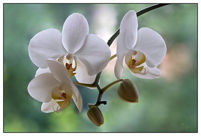 orchidee1.jpg