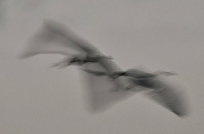 IMG00609_reiher_flug_verkleinert_klein.jpg