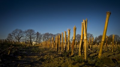 Blumen (2 von 2).jpg