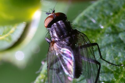 Fliege Crop.jpg