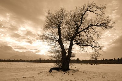 Chiemsee_2010 (6).jpg