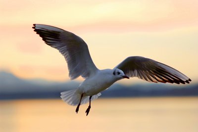 Chiemsee_2010 (26).jpg